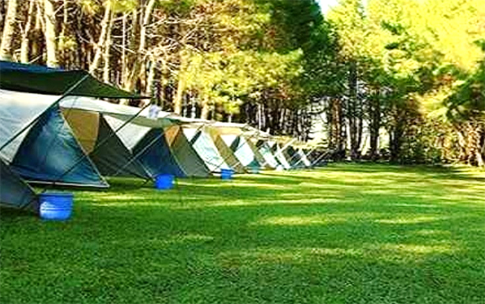 Pine Forest Camp Lembang, Surganya Penggemar Alam di Tengah Hutan Pinus yang Menakjubkan