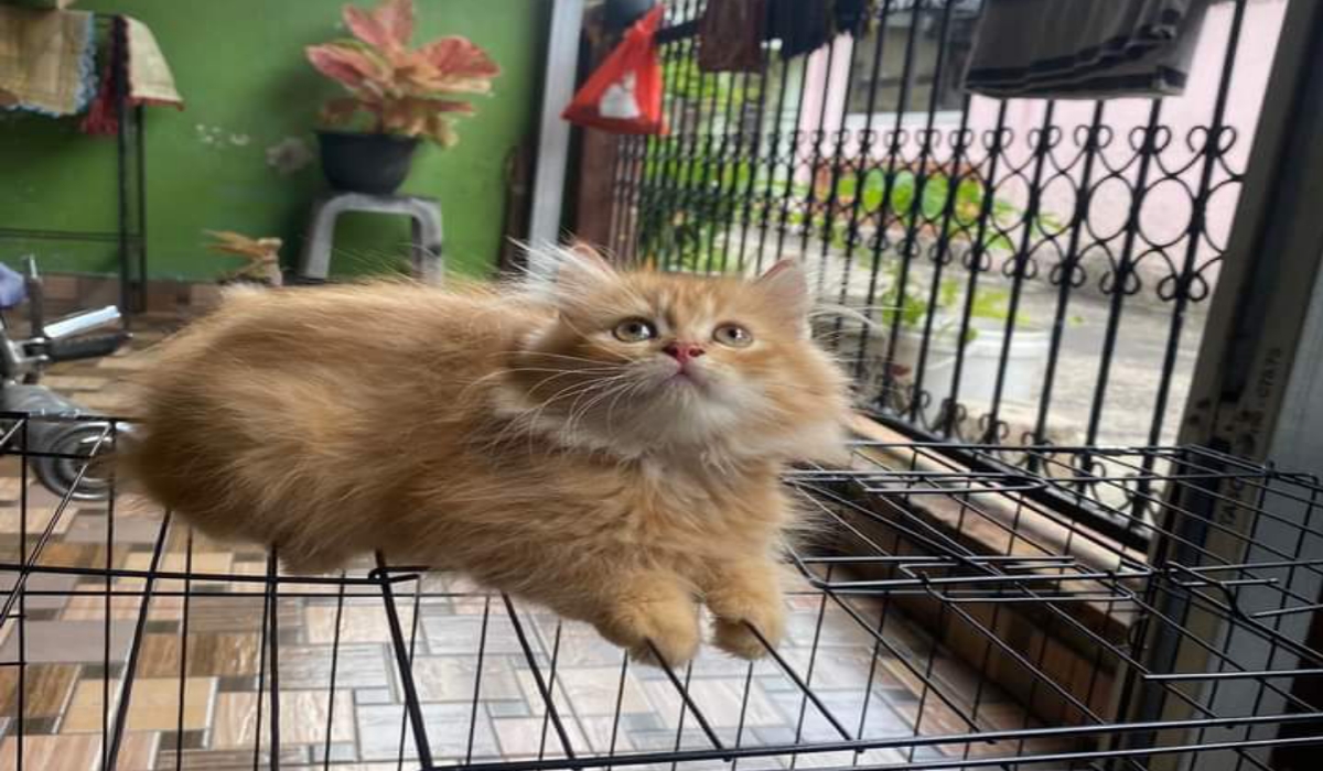 5 Ras Kucing dengan Umur Hidup Pendek, Ini Pertimbangan dan Cara Menjaganya Agar Tetap Sehat! 