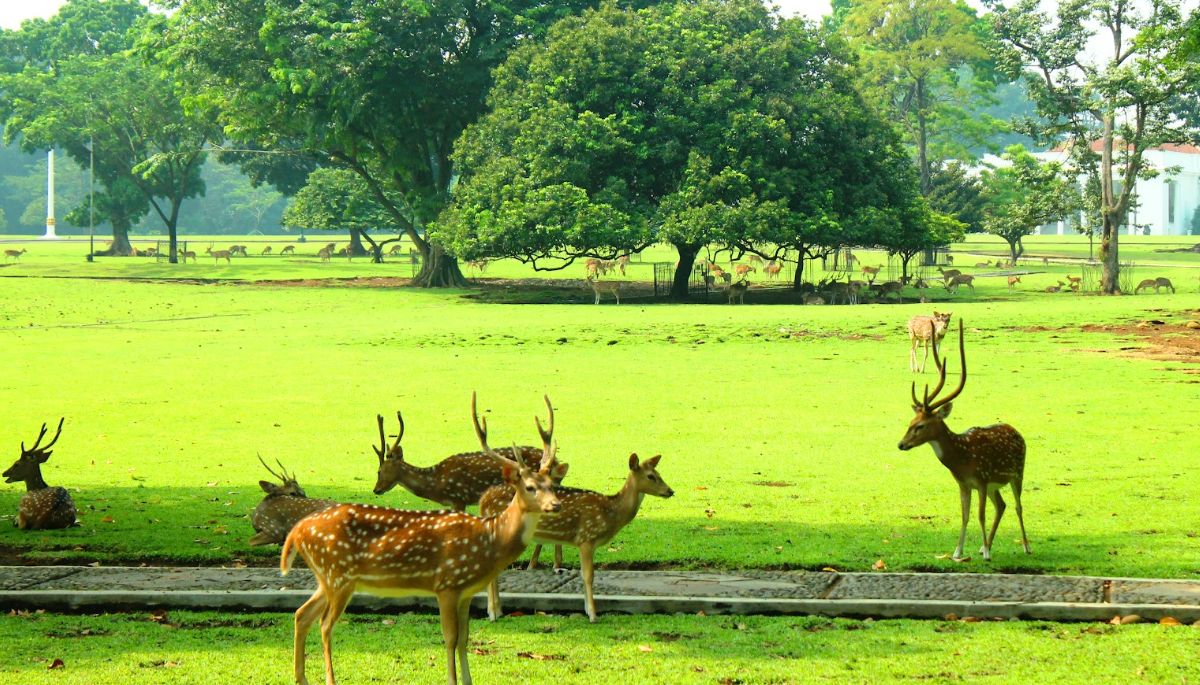 Wow! Kebun Binatang Sriwijaya: Destinasi Edukatif dan Rekreasi Favorit di Palembang Nih!