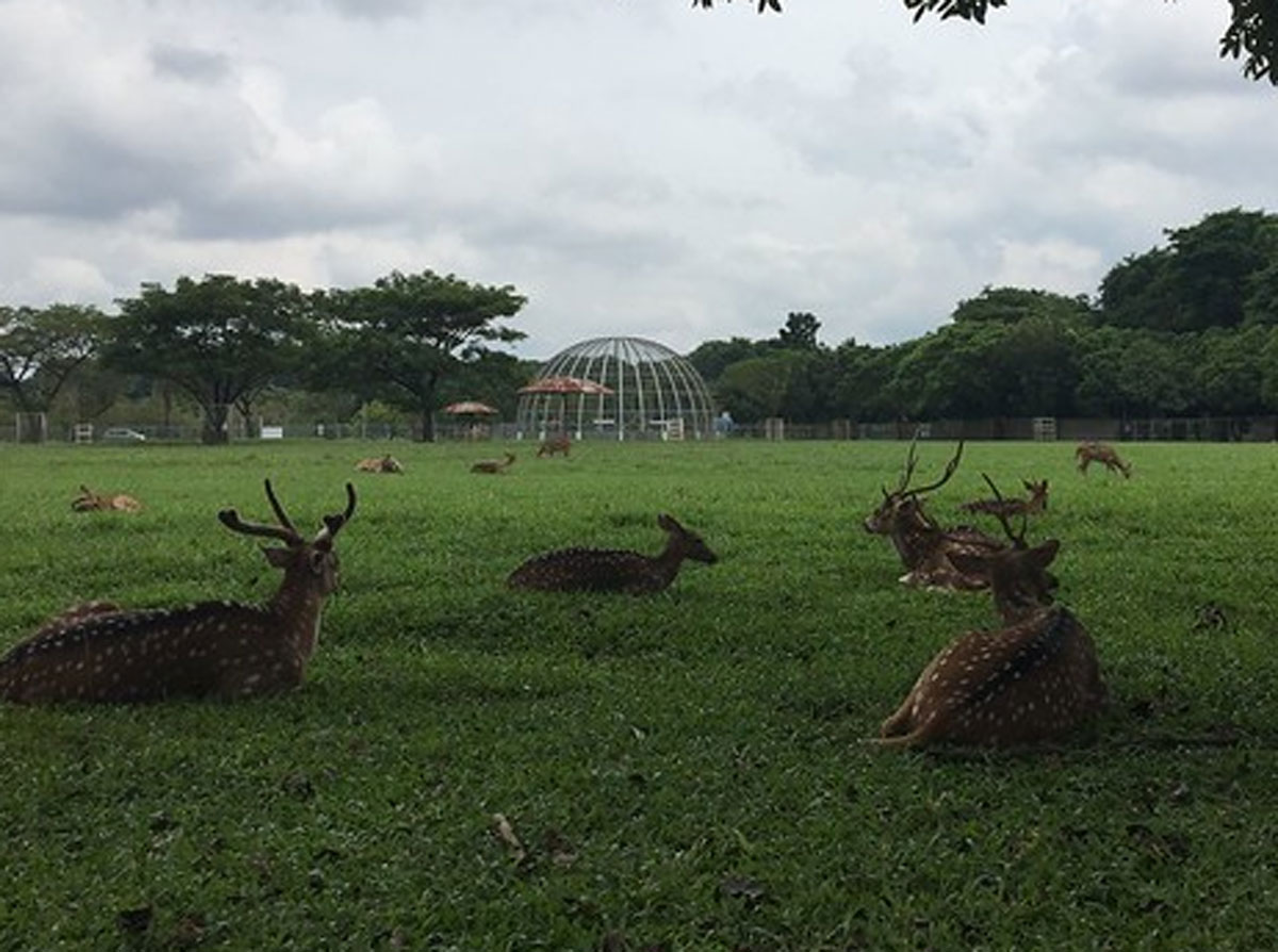 Taman Rusa Pusri: Destinasi Liburan Seru dan Edukatif di Palembang