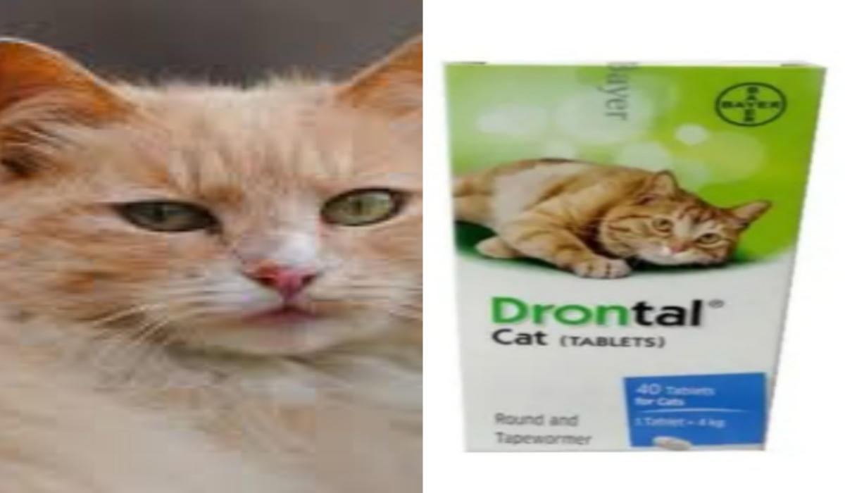 Drontal hotsell untuk kitten