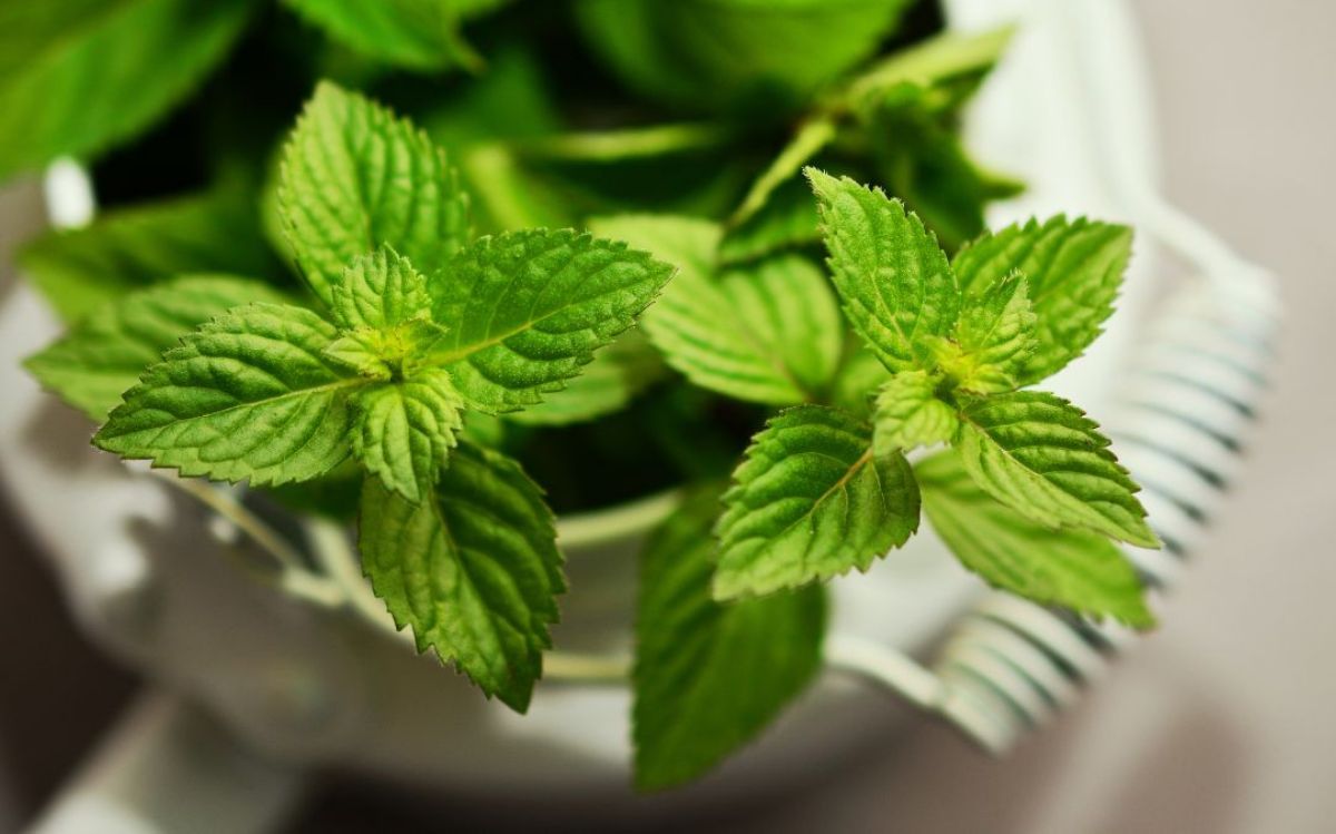 Khasiat Daun Peppermint: Solusi Alami untuk Melancarkan Pencernaan dan Meningkatkan Metabolisme