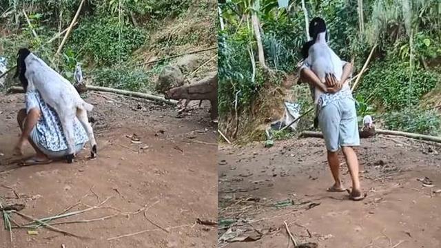 Viral Momen Lucu : Kambing Minta Gendong seperti Anak Kecil !