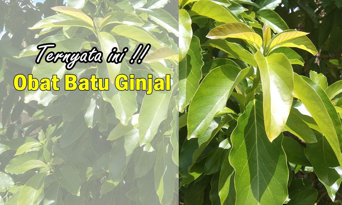 6 Manfaat Daun ini Bagi Kesehatan! Bisa Mengobati Batu Ginjal Sampai Tuntas, Yuk Mari Coba !