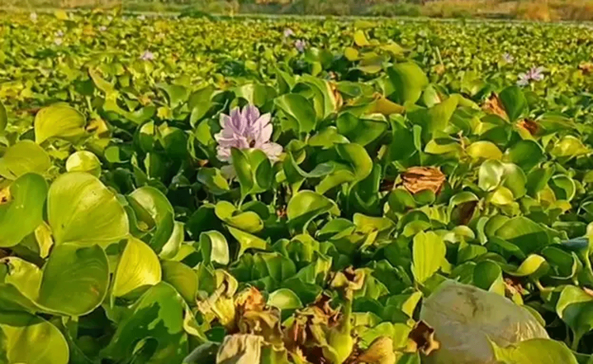 Kabupaten Banyuasin Siap Menggeliat: Potensi Eceng Gondok dan Akar Keladi Menuju Era Kerajinan Baru!