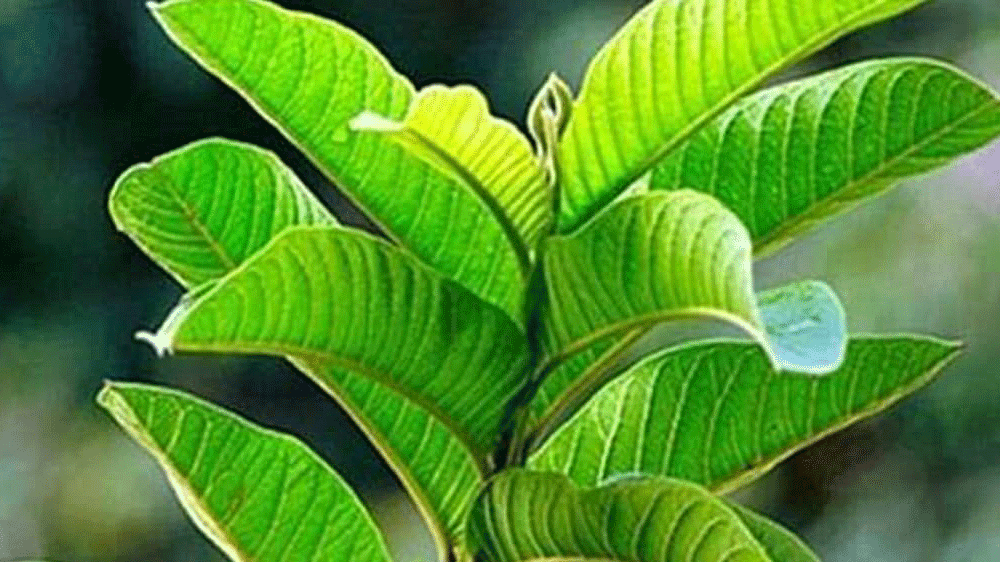 ​Bukan Cuma Obat Diare! Ternyata Daun Jambu Biji Bikin Wajah Glowing dan Bebas Jerawat, Ini Cara Pakainya