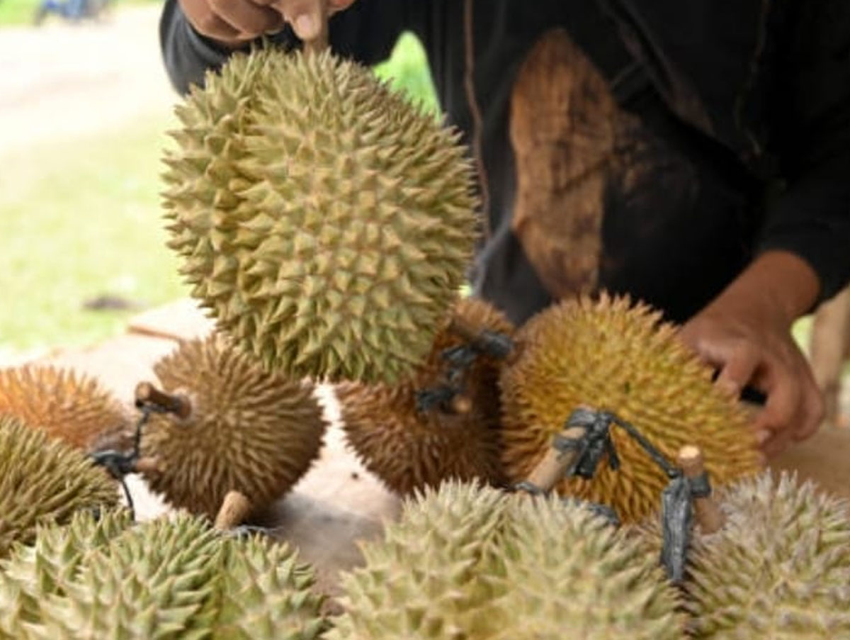 Tepuk Buah Durian untuk Memastikan Kematangan: Langkah Penting Memilih Durian yang Sempurna