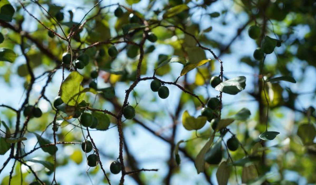 Mengatasi Sariawan dengan Daun Bidara: Inilah Herbal Alami untuk Kesehatan Mulut Anda!