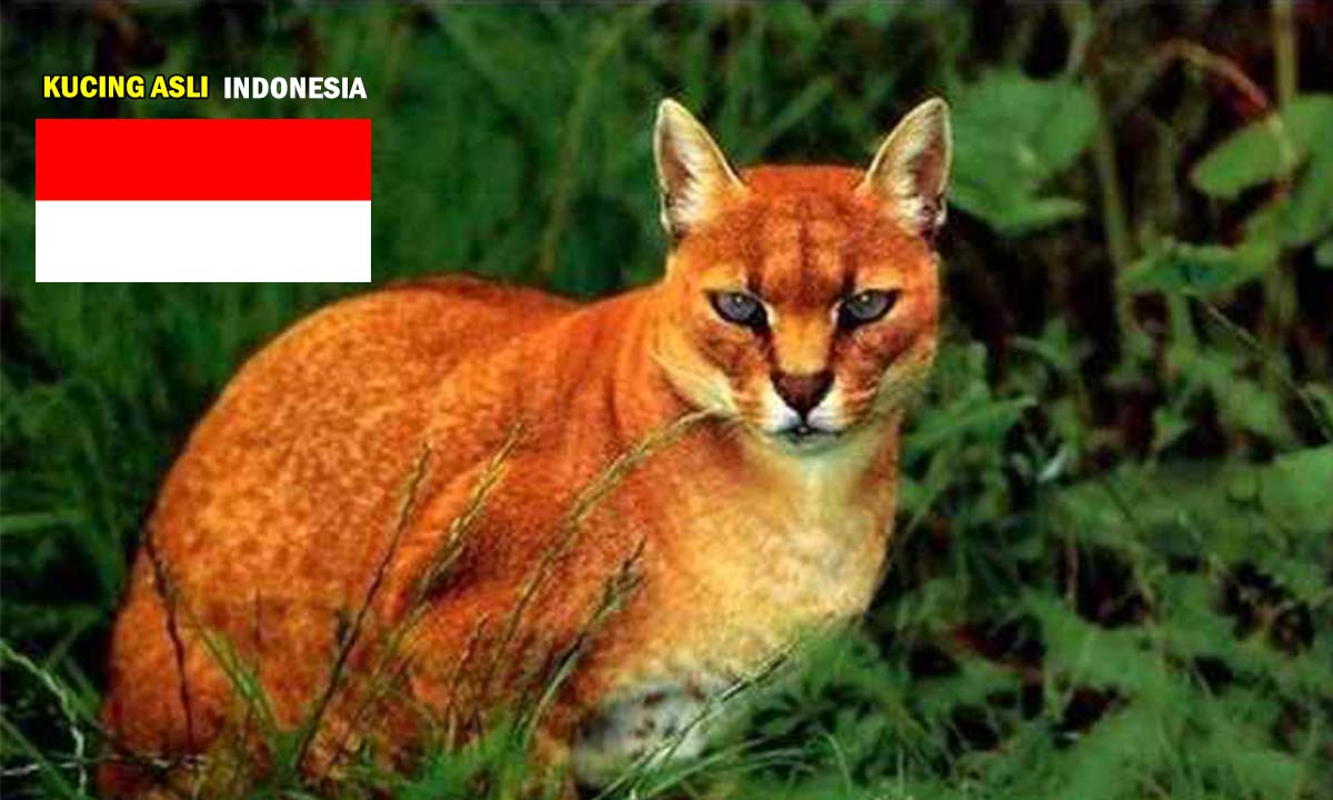 5 Kucing Asli Indonesia! Teman Setia Manusia Sejak Zaman Purbakala, Mari Lihat Yuks !