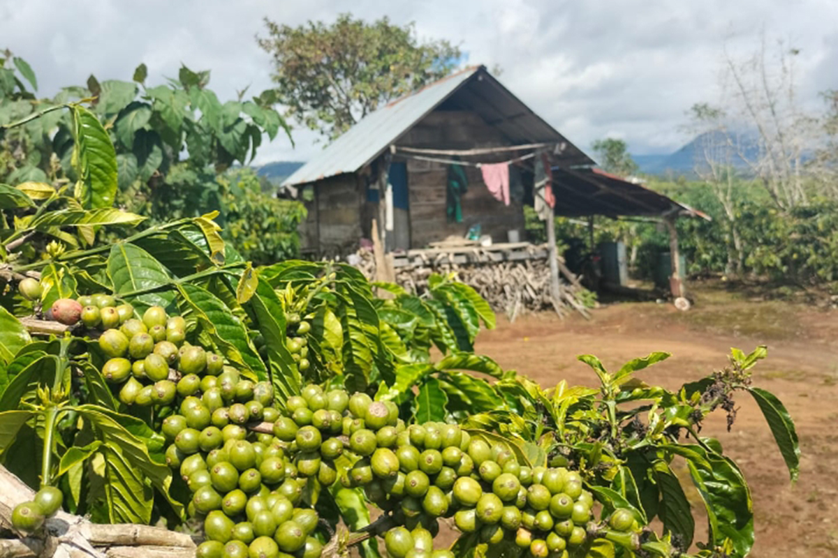 Mengapa Kopi Semendo Layak Menjadi Kebanggaan Sumatera Selatan? Ini Alasannya