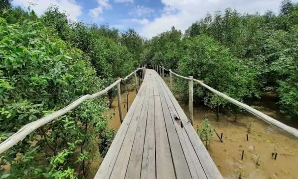 Waw! Hutan Mangrove Lalan, Keindahan Alam Terbesar di Bagian Barat Indonesia