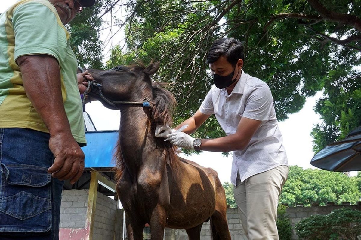 Jadi Ahli Konservasi Dadakan di Kebun Binatang Sriwijaya: Liburan Seru Sambil Lestarikan Satwa di Palembang!