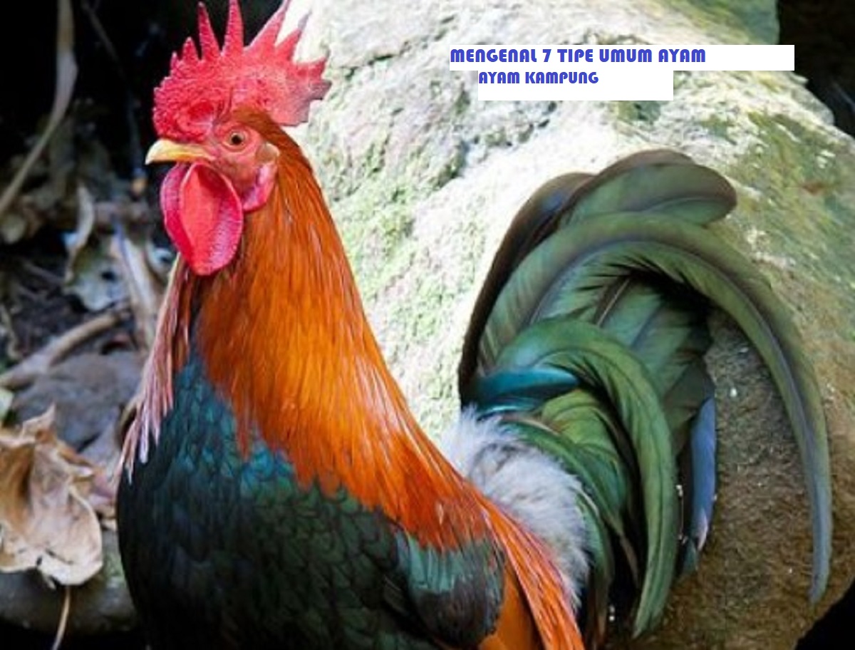Kenali 7 Tipe Umum Ayam Kampung ini, Sebelum Beternak!