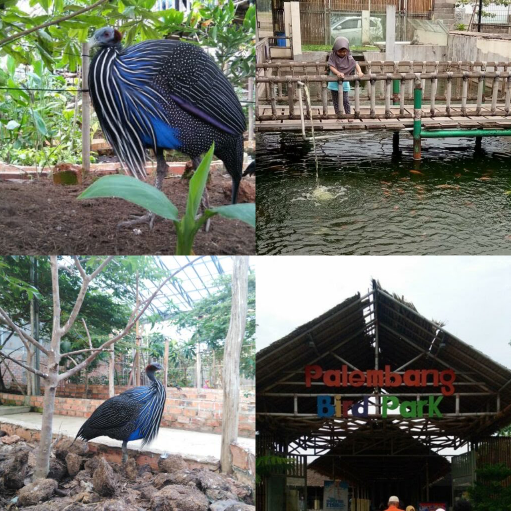 Palembang Bird Park: Sebuah Petualangan Tak Terlupakan dengan Burung dan Binatang Langka