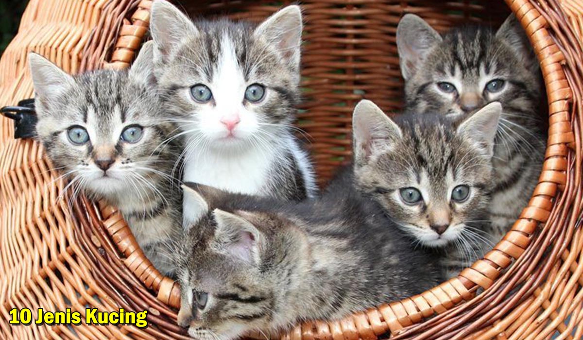 Menggemaskan! 10 Jenis Kucing Paling Istimewa dan Teman Setia Manusia, Banyak Orang yang Suka Lho !