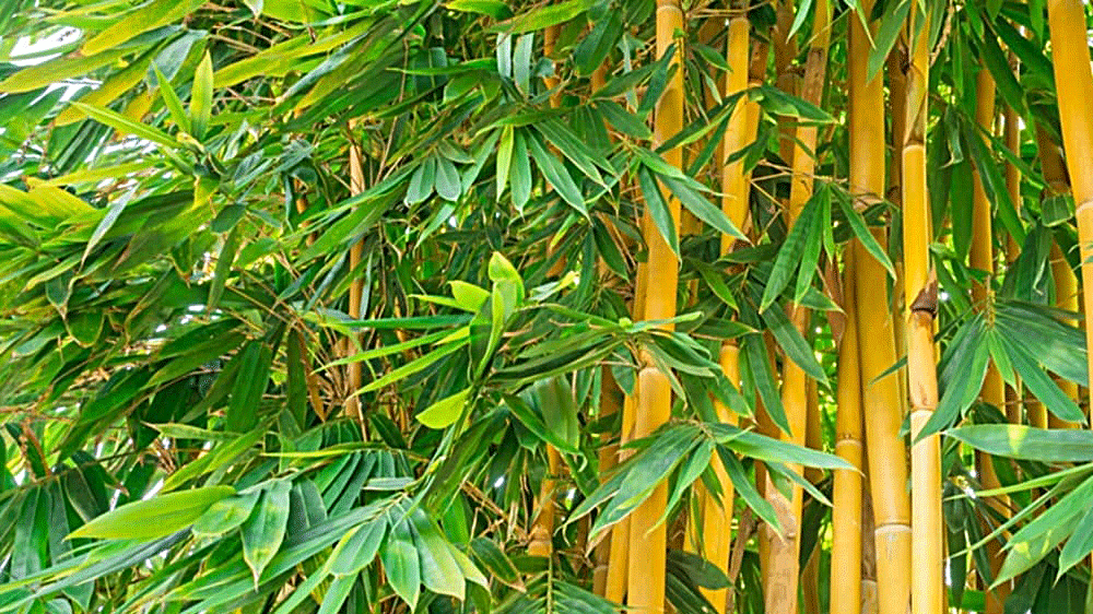 Kegunaan Bambu Kuning yang Jarang Diketahui: Tanaman Multifungsi Pembawa Hoki & Penjaga Lingkungan