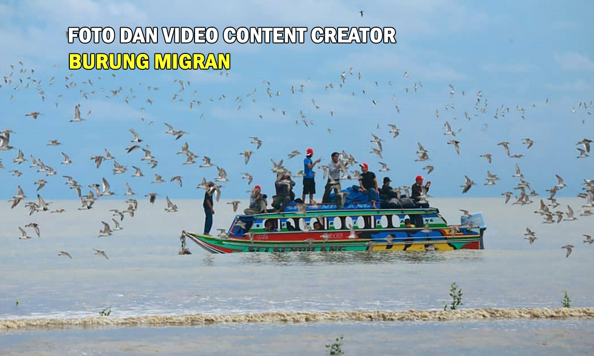 Kabar Gembira: Lomba Foto dan Video Content Creator Burung Migran di Kabupaten Banyuasin !