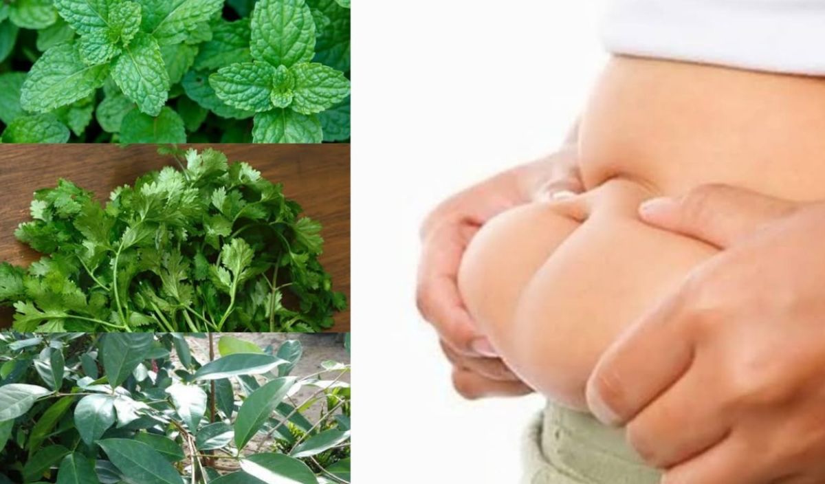 Kombinasi Herbal Terbaik untuk Membantu Penurunan Berat Badan: Daun Ketumbar, Peppermint, dan Daun Salam