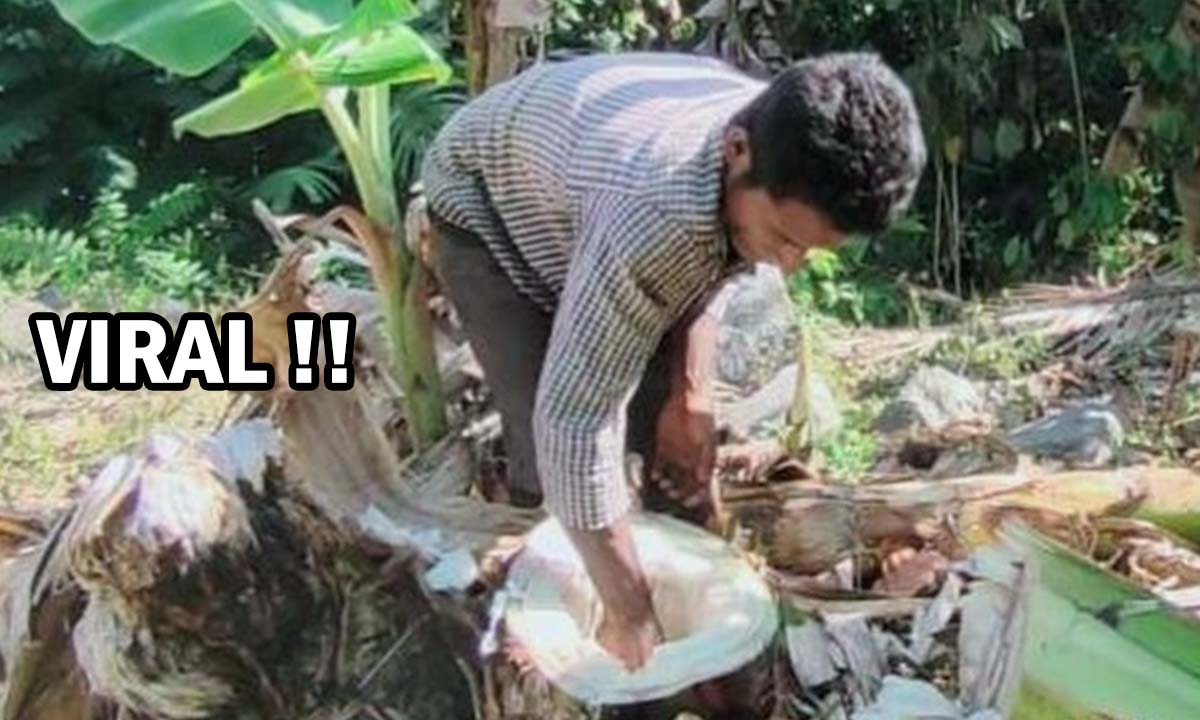 Viral! Akibat Kekeringan Warga Rela Minum Air dari Batang Pisang, Begini Kata Kades !