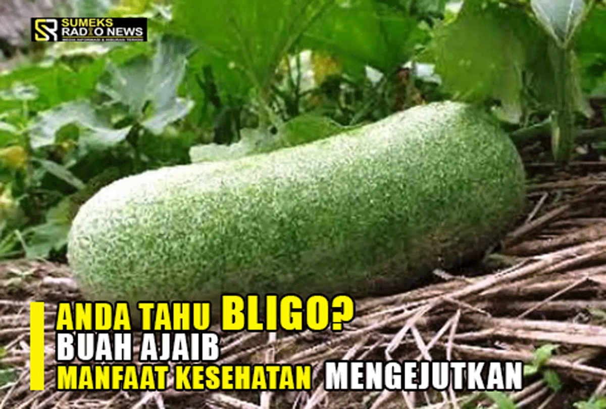 Apakah Anda Tahu Bligo? Buah Ajaib dengan Manfaat Kesehatan yang Mengejutkan, Mari Cari Tahu!