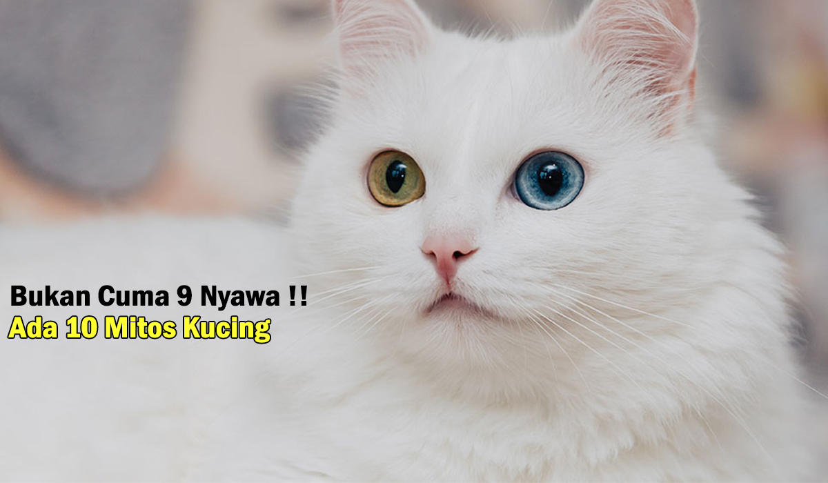 Selain 9 Nyawa! Ada 10 Mitos Memelihara Kucing, Nomor 6 Bikin Kaget! Mari Cek Sendiri