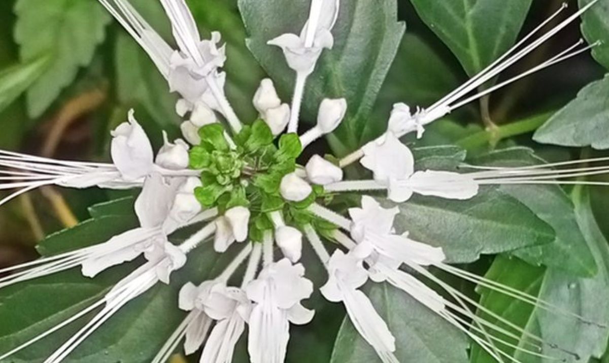 Daun Kumis Kucing: Herbal Tradisional dengan Khasiat Luar Biasa untuk Batu Ginjal!