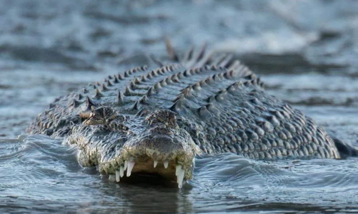  Buaya Menggigit Tali Kapal di Sungai Musi Viral Warga Palembang Heboh!