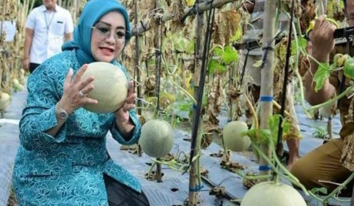 Merry Hani Rustam Mewujudkan Ketahanan Pangan, dan Ekonomi Melalui Panen Cabai dan Melon