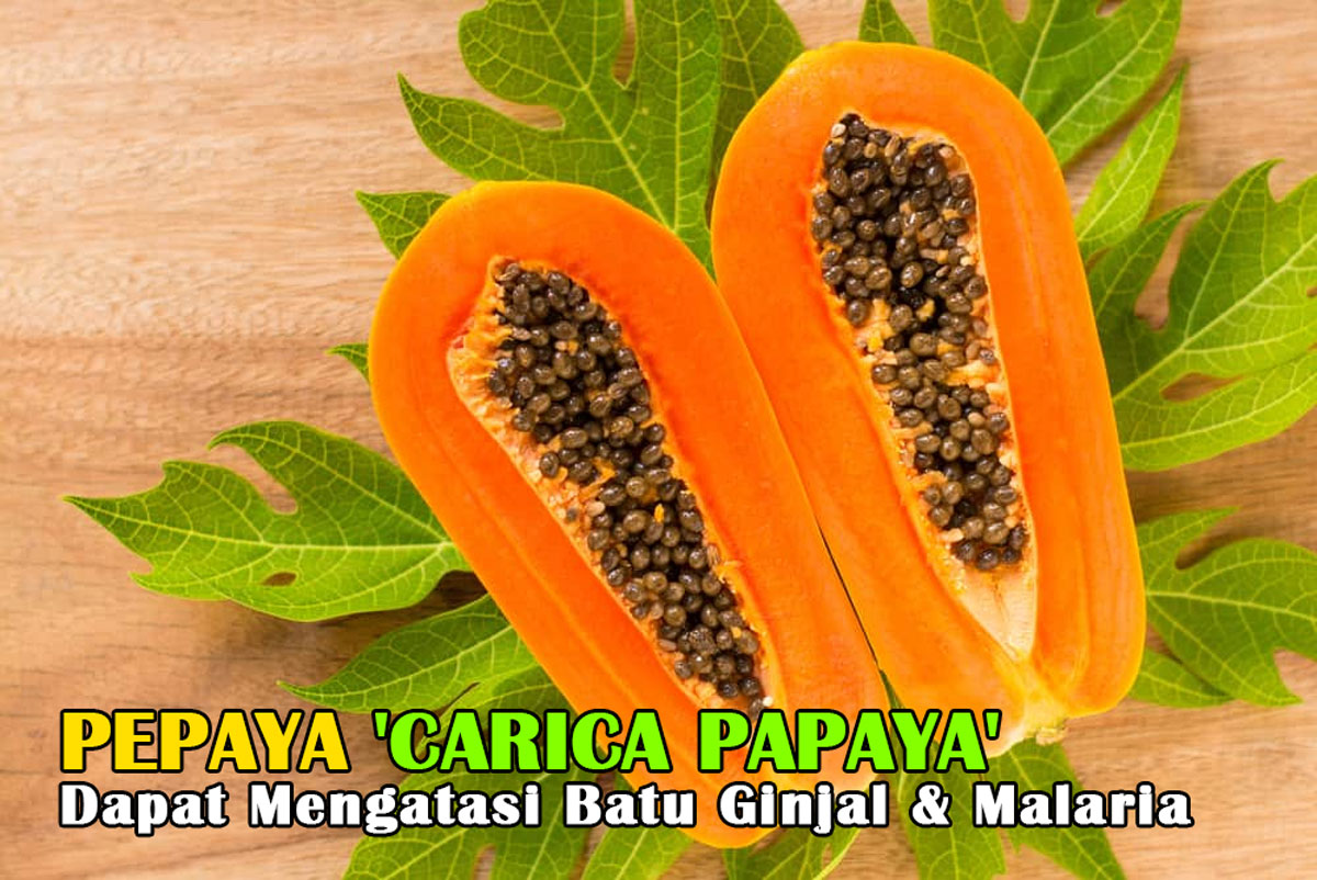 Tak Hanya Lezat & Segar! Pepaya 'Carica papaya' Dapat Mengatasi Batu Ginjal & Malaria, Mari Buktikan!