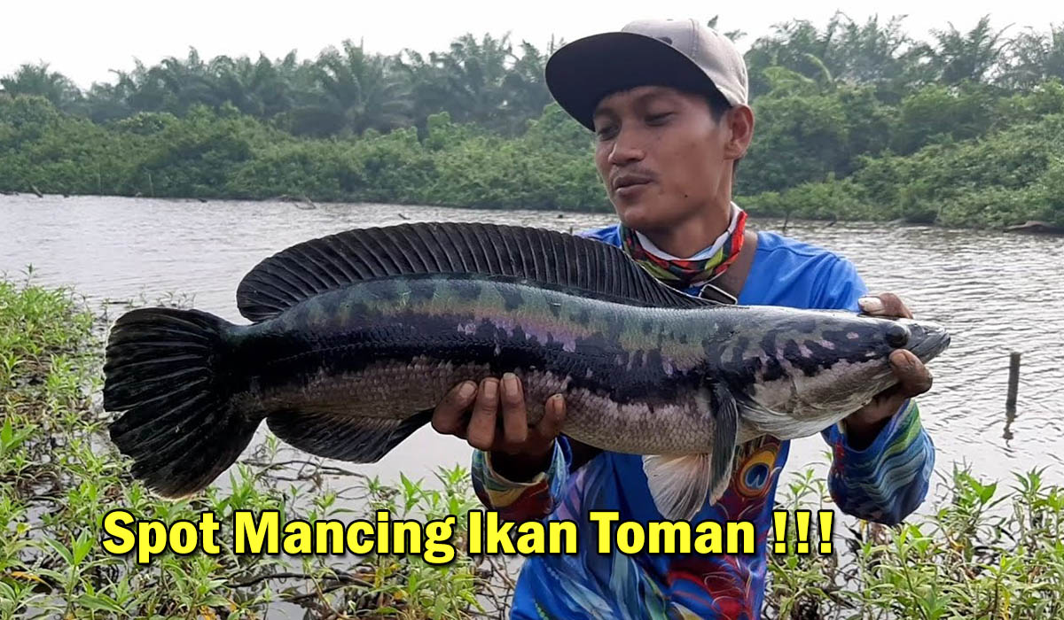 Berburu Ikan Toman di Banyuasin! Ini dia 5 Spot Mancing Paling Terkenal Dekat Kota Pangkalan Balai,Let's Go!