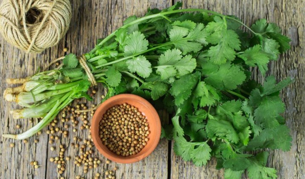 Manfaat Lain dari Daun Ketumbar, Peppermint, dan Daun Salam untuk Kesehatan