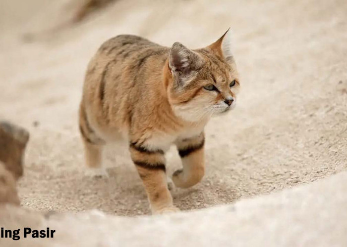 Kucing Pasir, Mengenal Karakterisitik Hewan yang Unik dan Menarik, Tangguh dan Keras !