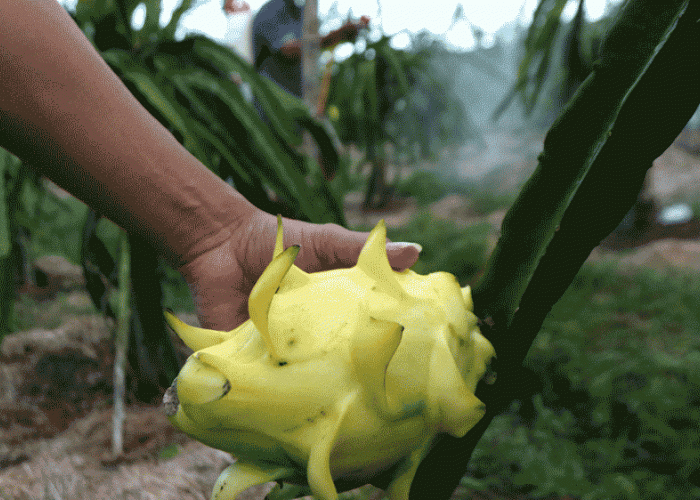 Dari Banyuwangi ke Pasar Nasional, Petani Buah Naga Naik Kelas Lewat Program Klasterku Hidupku BRI