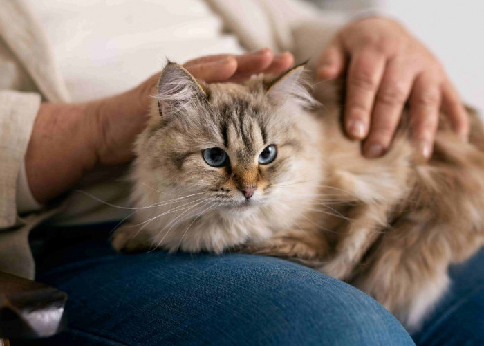 Sterilisasi Selesai, Kesejahteraan Kucing Dimulai! Tips Perawatan Eksklusif Pasca-Operasi