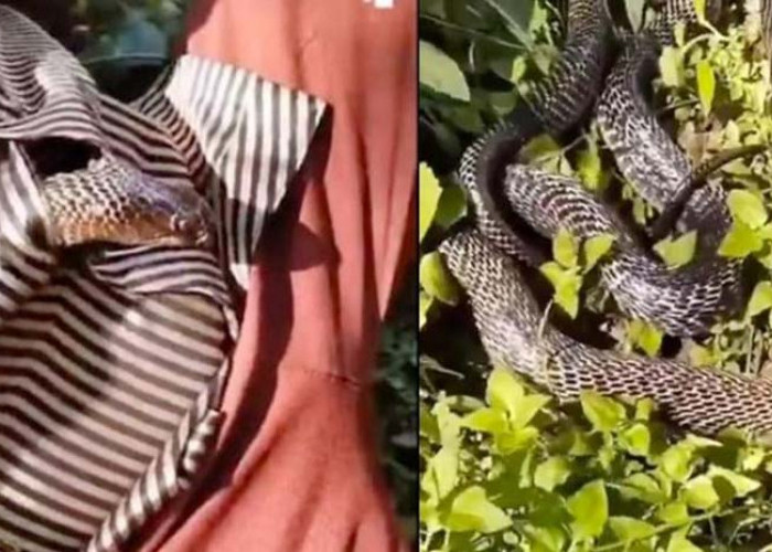 Pria Berhasil Selamat dari Ular King Kobra yang Merayap dalam Bajunya, Viral di Media Sosial!