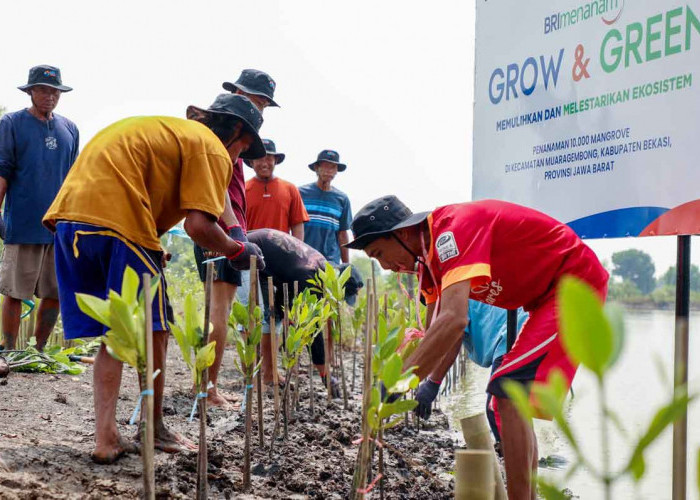 BRI Perkuat Komitmen Lingkungan di Hari Mangrove Sedunia 2025, Program Penanaman 10.000 Pohon di Muara Gembong