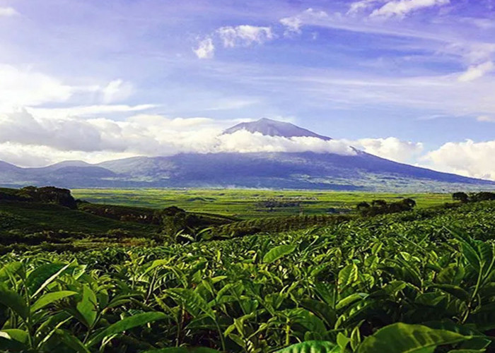 Menjelajahi Keindahan Perkebunan Teh Kayu Aro: Surga Hijau di Kaki Gunung Kerinci