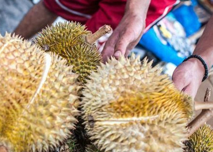 Mengapa Memilih Durian yang Bagus Itu Penting?