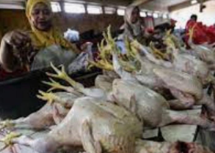 Surplus Daging Ayam di Bali Capai Rekor! Harga Turun Drastis Rp 42 Ribu/kg, Masyarakat Bersorak Gembira!