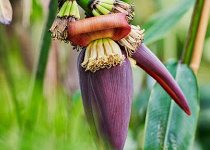Jantung Pisang: Superfood yang Terlupakan, Ini 10 Manfaat Kesehatannya yang Mengejutkan