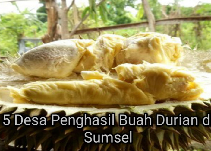Pecinta Durian, Ini Rekam Jejak 5 Desa Penghasil Durian Terbesar di Sumsel Cocok Untuk Liburan Akhir Tahun! 