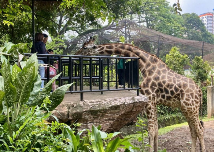 Wow! Pesona Fauna Kebun Binatang Sriwijaya: Edukasi, Konservasi, dan Hiburan untuk Semua Usia Lho