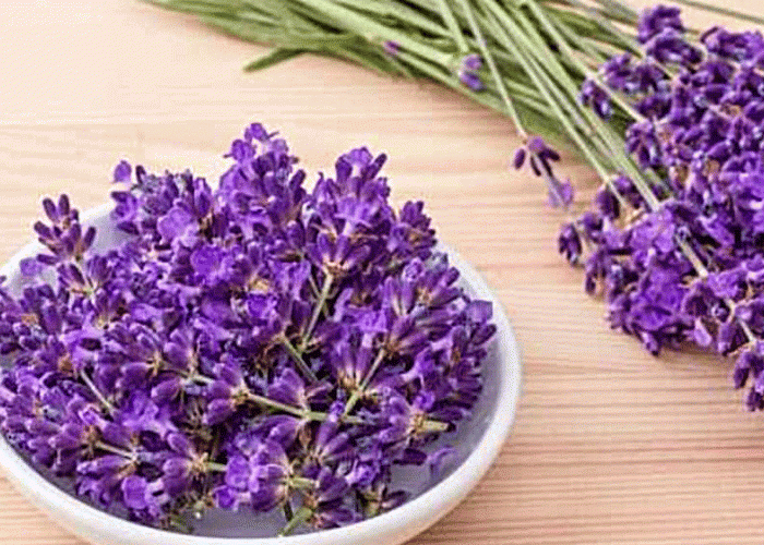 9 Manfaat Bunga Lavender untuk Kesehatan dan Kehidupan Sehari-Hari: Aromaterapi Alami yang Wajib Anda Coba!