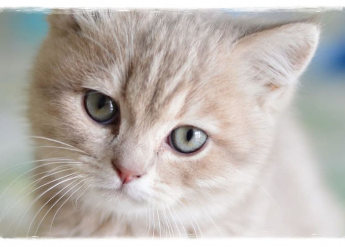 Mengatasi Infeksi Jamur pada Kucing! Kenali Gejalanya dan Lakukan Perawatan yang Tepat