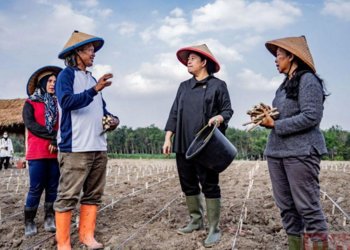 Petani Lokal sebagai Tulang Punggung Program MBG: Jaminan Pasar dan Peningkatan Kesejahteraan!