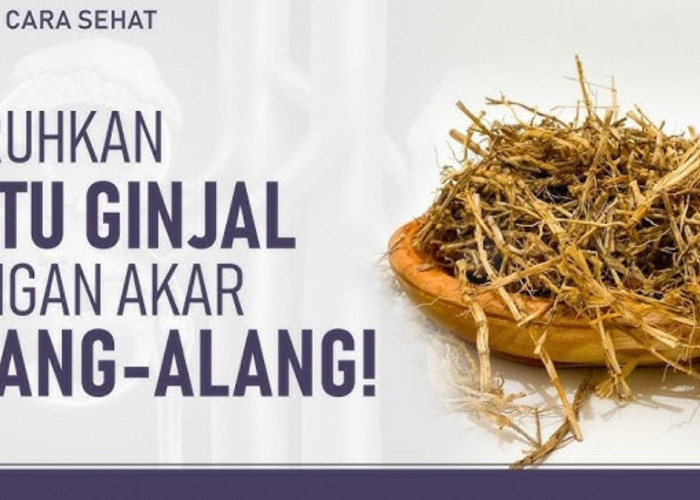 Intip Yuk! Akar Alang-Alang: Solusi Herbal Alami untuk Mengatasi Batu Ginjal