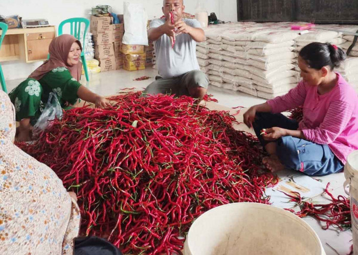 Perkuat Ketahanan Pangan dan Gizi Nasional, BRI Salurkan Pembiayaan Kepada Koperasi Penyuplai Bahan Pangan MBG