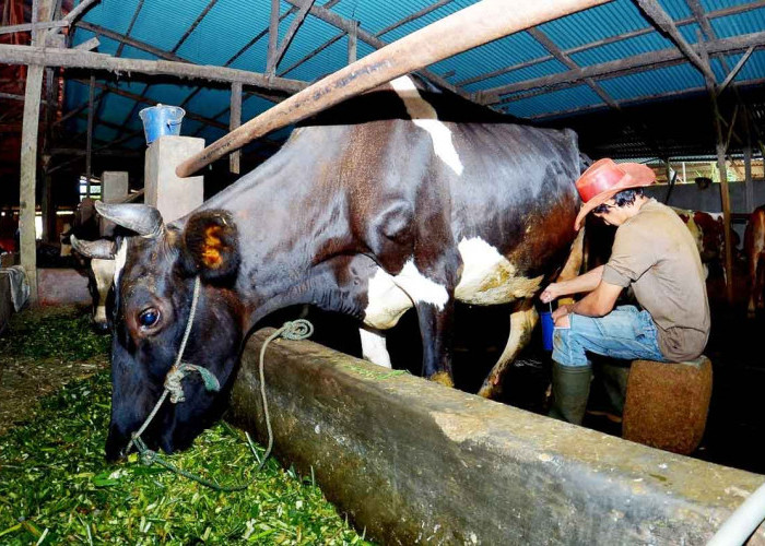 Klaster Susu di Ponorogo Tingkatkan Produksi, Dapatkan Dukungan Pembiayaan dan Transaksi dari BRI