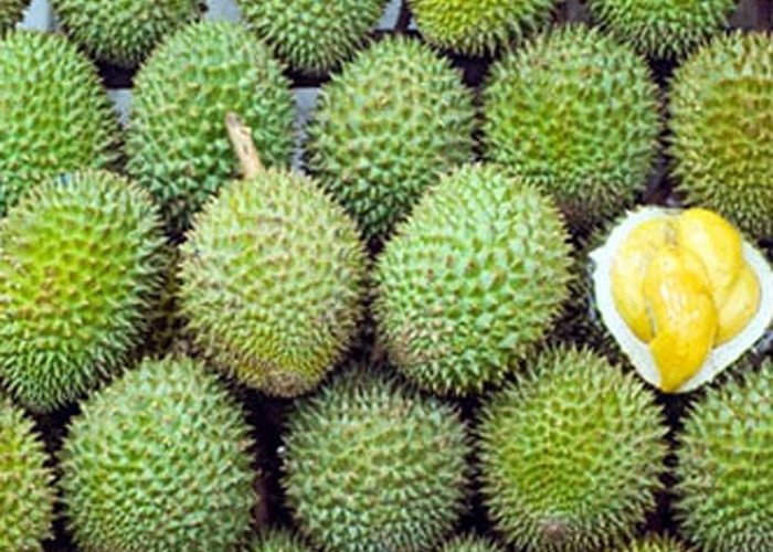 Bentuk Bulat Sempurna, Tanda Durian dengan Daging Tebal: Rahasia Memilih Durian Terbaik