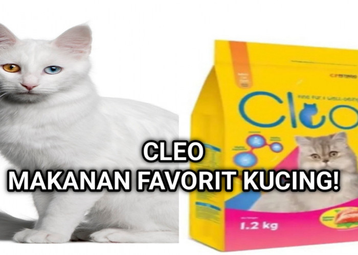 Cleo Adult Cat Food Salmon: Pilihan Premium untuk Kesehatan Kucing Kesayangan Anda! 